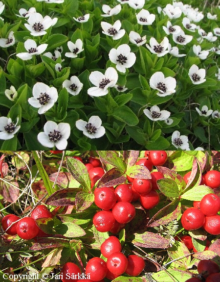 Cornus suecica, ruohokanukka